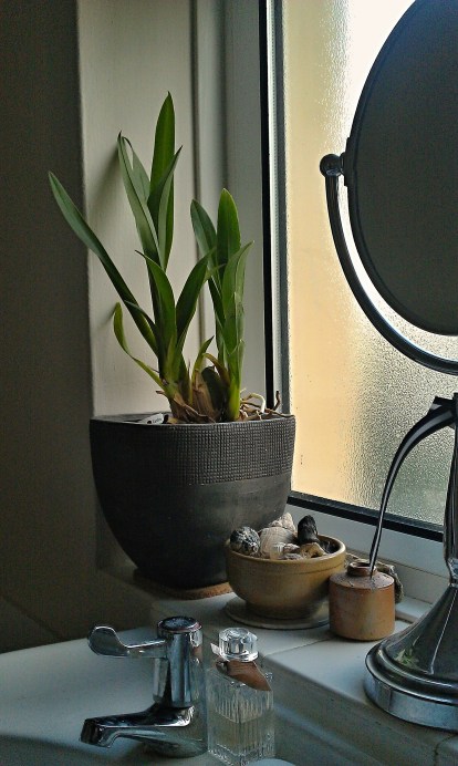 Some bathroom pieces and my hand mixed paint colour affectionately named 'Nanna's Girdle'