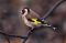 gold-finch